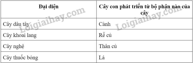 Khoa học tự nhiên 7 Bài 37: Sinh sản ở sinh vật | KHTN 7 Chân trời sáng tạo (ảnh 10)