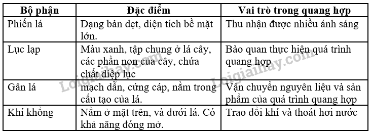 Khoa học tự nhiên 7 Bài 23: Quang hợp ở thực vật | KHTN 7 Chân trời sáng tạo (ảnh 10)