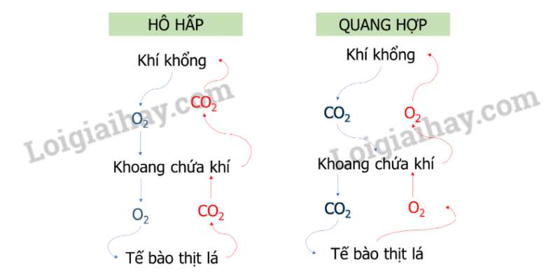 Khoa học tự nhiên 7 Bài 18: Nam châm | KHTN 7 Chân trời sáng tạo (ảnh 10)