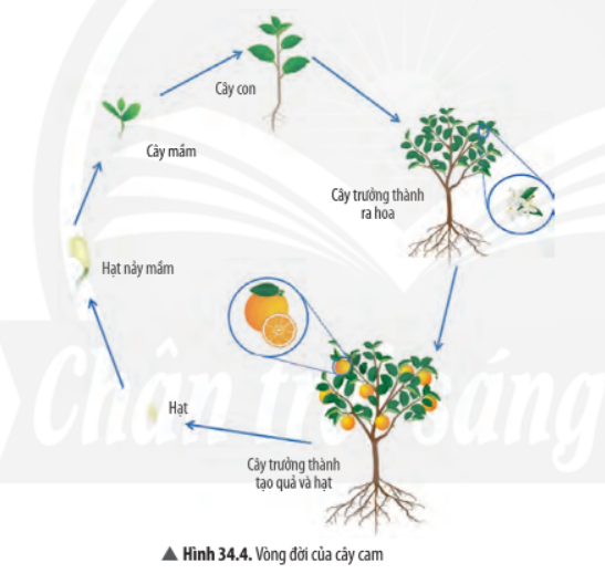 Khoa học tự nhiên 7 Bài 34: Sinh trưởng và phát triển ở sinh vật | KHTN 7 Chân trời sáng tạo (ảnh 10)