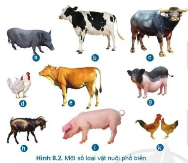 Lý thuyết Công Nghệ 7 Bài 8: Giới thiệu chung về chăn nuôi - Cánh diều (ảnh 1)