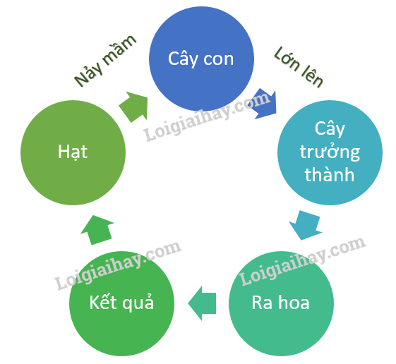 Khoa học tự nhiên 7 Bài 34: Sinh trưởng và phát triển ở sinh vật | KHTN 7 Chân trời sáng tạo (ảnh 11)