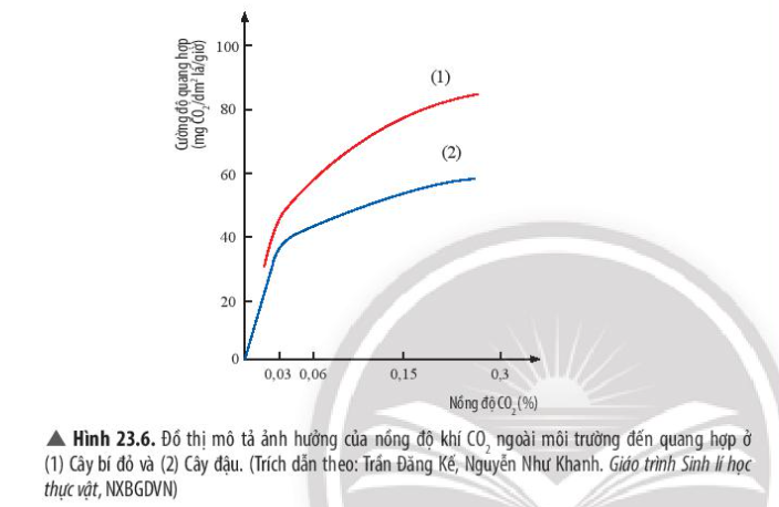 Khoa học tự nhiên 7 Bài 23: Quang hợp ở thực vật | KHTN 7 Chân trời sáng tạo (ảnh 12)