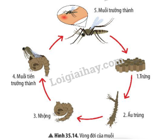 Khoa học tự nhiên 7 Bài 35: Các nhân tố ảnh hưởng đến sinh trưởng và phát triển ở sinh vật | KHTN 7 Chân trời sáng tạo (ảnh 12)