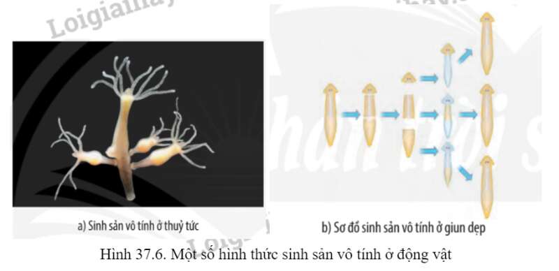 Khoa học tự nhiên 7 Bài 37: Sinh sản ở sinh vật | KHTN 7 Chân trời sáng tạo (ảnh 13)