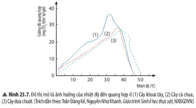 Khoa học tự nhiên 7 Bài 23: Quang hợp ở thực vật | KHTN 7 Chân trời sáng tạo (ảnh 13)
