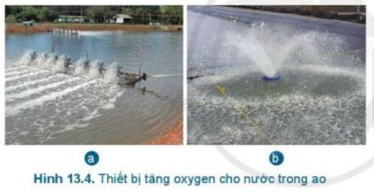 Lý thuyết Công Nghệ 7 Bài 13: Quản lí môi trường ao nuôi và phòng, trị bệnh thuỷ sản - Cánh diều (ảnh 1)