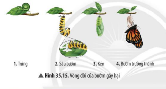 Khoa học tự nhiên 7 Bài 35: Các nhân tố ảnh hưởng đến sinh trưởng và phát triển ở sinh vật | KHTN 7 Chân trời sáng tạo (ảnh 13)