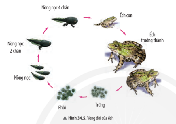 Khoa học tự nhiên 7 Bài 34: Sinh trưởng và phát triển ở sinh vật | KHTN 7 Chân trời sáng tạo (ảnh 15)