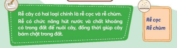 Tự nhiên xã hội lớp 3 Bài 15 trang 67 Vận dụng | Chân trời sáng tạo