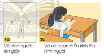 Tự nhiên xã hội lớp 3 Bài 22 trang 97  Vận dụng | Chân trời sáng tạo