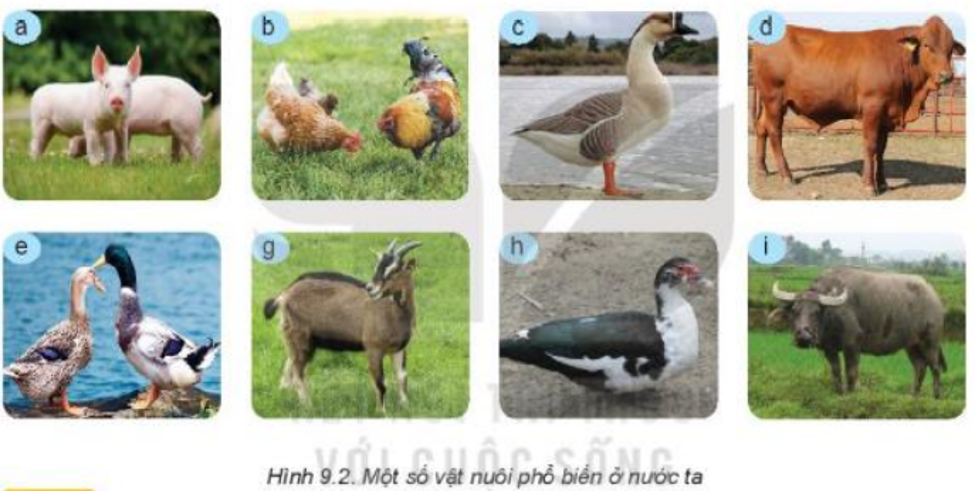 Lý thuyết Bài 9: Giới thiệu về chăn nuôi chi tiết – Công nghệ lớp 7 Kết nối tri thức (ảnh 1)