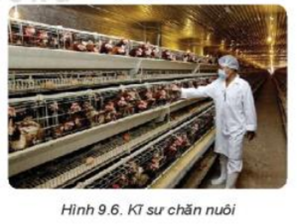 Lý thuyết Bài 9: Giới thiệu về chăn nuôi chi tiết – Công nghệ lớp 7 Kết nối tri thức (ảnh 1)