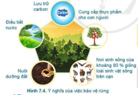 Lý thuyết Công Nghệ 7 Bài 7: Bảo vệ rừng - Cánh diều (ảnh 1)