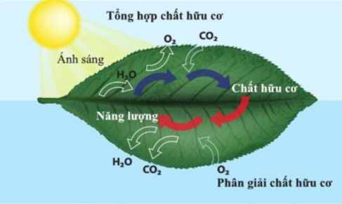 Lý thuyết Khoa học tự nhiên 7 Bài 21: Hô hấp tế bào - Cánh diều (ảnh 1)