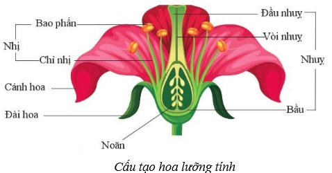 Lý thuyết Khoa học tự nhiên 7 Bài 33: Sinh sản hữu tính ở sinh vật - Cánh diều (ảnh 1)