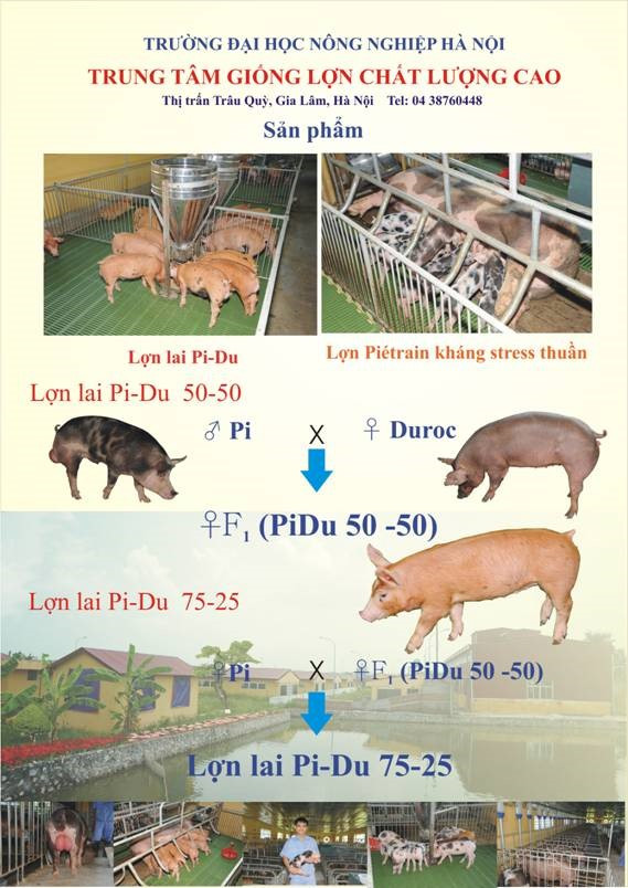 Lý thuyết Khoa học tự nhiên 7 Bài 33: Sinh sản hữu tính ở sinh vật - Cánh diều (ảnh 1)