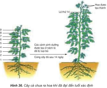 Lý thuyết Khoa học tự nhiên 7 Bài 34: Các yếu tố ảnh hưởng đến sinh sản và điều khiển sinh sản ở sinh vật - Cánh diều (ảnh 1)