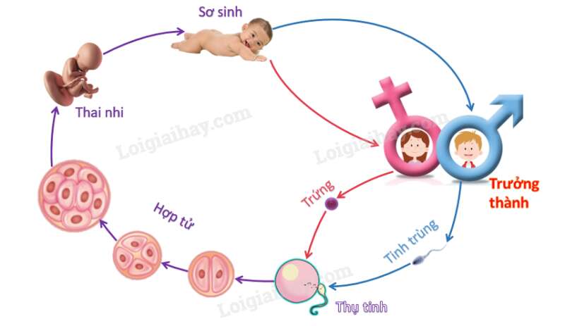 Khoa học tự nhiên 7 Bài 34: Sinh trưởng và phát triển ở sinh vật | KHTN 7 Chân trời sáng tạo (ảnh 16)