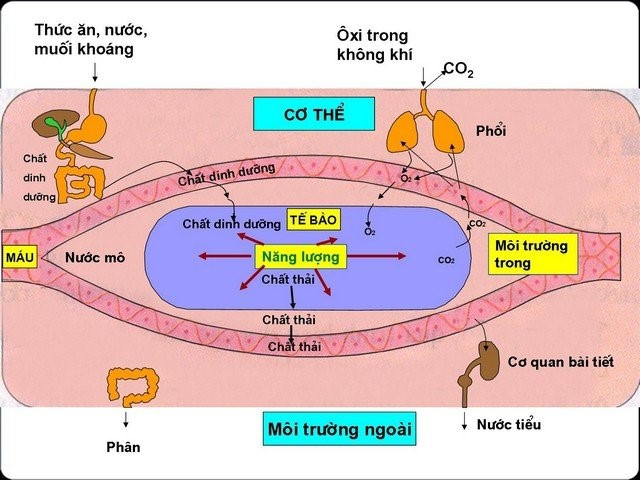 Lý thuyết Khoa học tự nhiên 7 Bài 17: Vai trò của trao đổi chất và chuyển hóa năng lượng ở sinh vật - Cánh diều (ảnh 1)