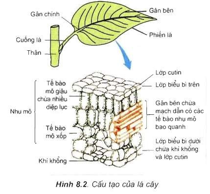 Lý thuyết Khoa học tự nhiên 7 Bài 18: Quang hợp ở thực vật - Cánh diều (ảnh 1)