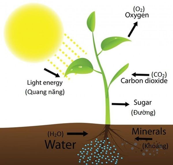 Lý thuyết Khoa học tự nhiên 7 Bài 18: Quang hợp ở thực vật - Cánh diều (ảnh 1)