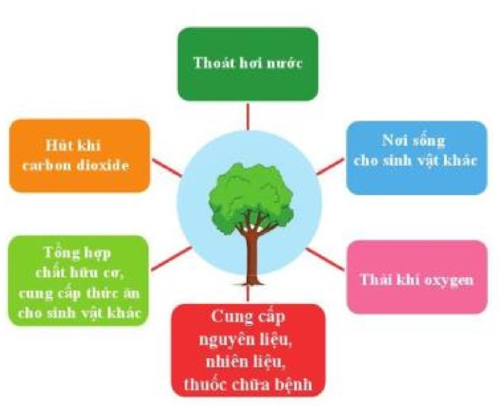 Lý thuyết Khoa học tự nhiên 7 Bài 19: Các yếu tố ảnh hưởng đến quang hợp - Cánh diều (ảnh 1)