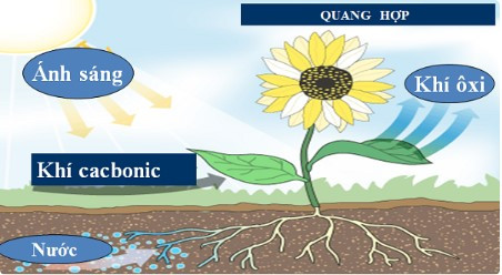 Lý thuyết Khoa học tự nhiên 7 Bài 19: Các yếu tố ảnh hưởng đến quang hợp - Cánh diều (ảnh 1)