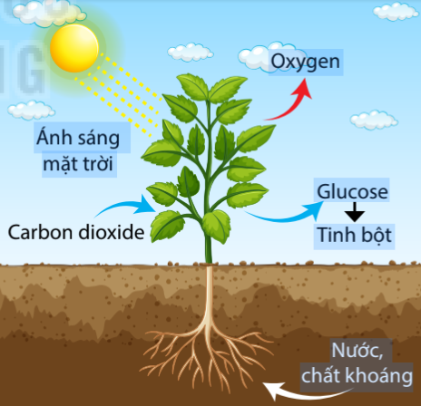 Khoa học tự nhiên 7 Bài 18: Quang hợp ở thực vật | KHTN 7 Cánh diều (ảnh 1)