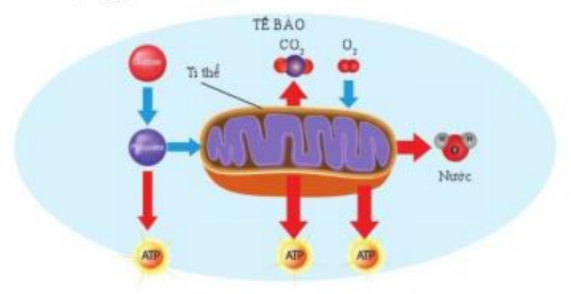 Khoa học tự nhiên 7 Bài 21: Hô hấp tế bào | KHTN 7 Cánh diều (ảnh 1)