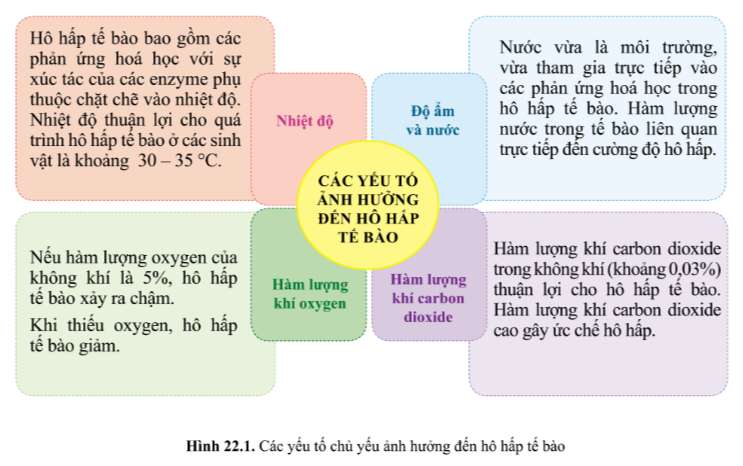 Khoa học tự nhiên 7 Bài 22: Các yếu tố ảnh hưởng đến hô hấp tế bào | KHTN 7 Cánh diều (ảnh 1)