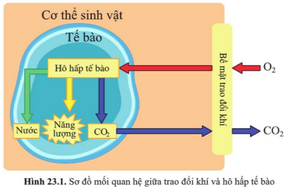 Khoa học tự nhiên 7 Bài 23: Trao đổi khí ở sinh vật | KHTN 7 Cánh diều (ảnh 1)