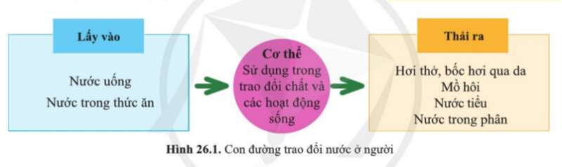 Khoa học tự nhiên 7 Bài 26: Trao đổi nước và các chất dinh dưỡng ở động vật | KHTN 7 Cánh diều (ảnh 1)