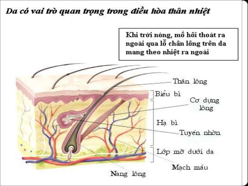 Khoa học tự nhiên 7 Bài 21: Khái quát về trao đổi chất và chuyển hóa năng lượng | KHTN 7 Kết nối tri thức (ảnh 2)