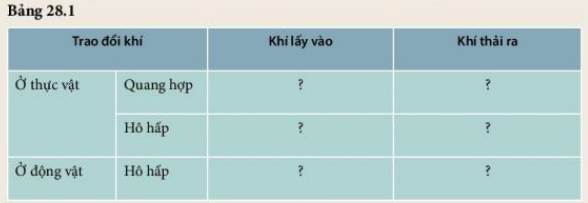 Khoa học tự nhiên 7 Bài 28: Trao đổi khí ở sinh vật | KHTN 7 Kết nối tri thức (ảnh 1)