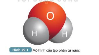 Khoa học tự nhiên 7 Bài 29: Vai trò của nước và các chất dinh dưỡng đối với cơ thể sinh vật | KHTN 7 Kết nối tri thức (ảnh 1)