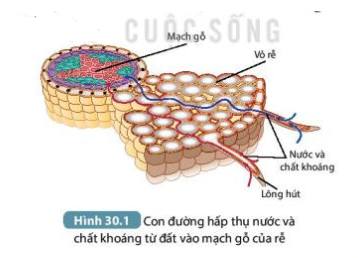 Khoa học tự nhiên 7 Bài 30: Trao đổi nước và chất dinh dưỡng ở thực vật | KHTN 7 Kết nối tri thức (ảnh 1)