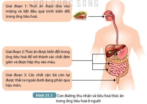 Khoa học tự nhiên 7 Bài 31: Trao đổi nước và chất dinh dưỡng ở động vật | KHTN 7 Kết nối tri thức (ảnh 1)