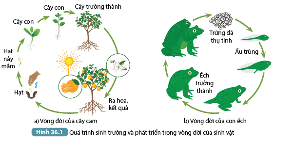 Khoa học tự nhiên 7 Bài 36: Khái quát về sinh trưởng và phát triển ở sinh vật | KHTN 7 Kết nối tri thức (ảnh 1)