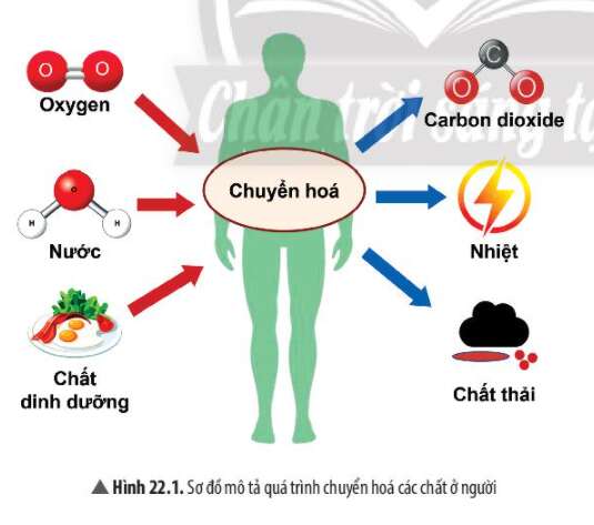 Khoa học tự nhiên 7 Bài 22: Vai trò của trao đổi chất và chuyển hóa năng lượng ở sinh vật | KHTN 7 Chân trời sáng tạo (ảnh 1)