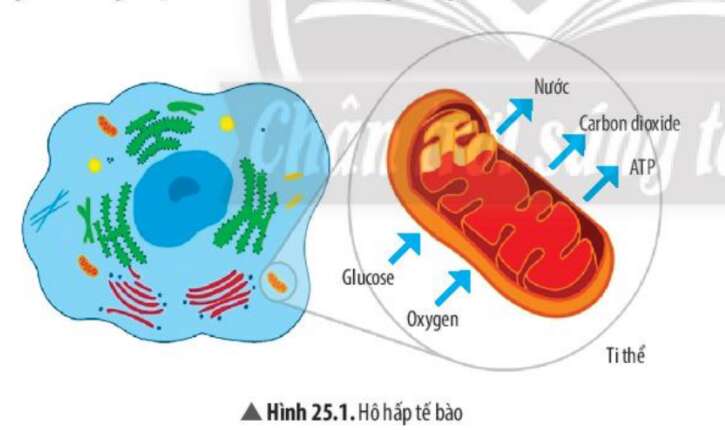 Khoa học tự nhiên 7 Bài 25: Hô hấp tế bào | KHTN 7 Chân trời sáng tạo (ảnh 1)