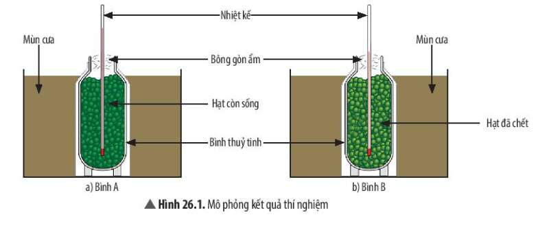 Khoa học tự nhiên 7 Bài 26: Thực hành về hô hấp tế bào ở thực vật thông qua sự nảy mầm của hạt | KHTN 7 Chân trời sáng tạo (ảnh 1)