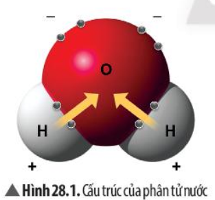 Khoa học tự nhiên 7 Bài 28: Vai trò của nước và các dinh dưỡng đối với cơ thể sinh vật | KHTN 7 Chân trời sáng tạo (ảnh 1)