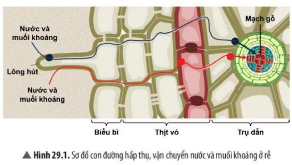 Khoa học tự nhiên 7 Bài 29: Trao đổi nước và các dinh dưỡng ở thực vật | KHTN 7 Chân trời sáng tạo (ảnh 2)