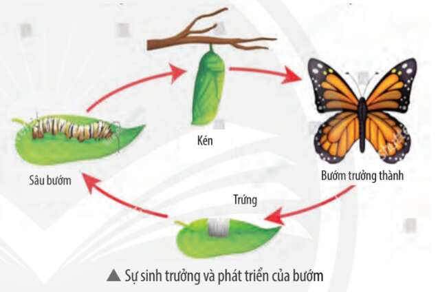 Khoa học tự nhiên 7 Bài 34: Sinh trưởng và phát triển ở sinh vật | KHTN 7 Chân trời sáng tạo (ảnh 1)