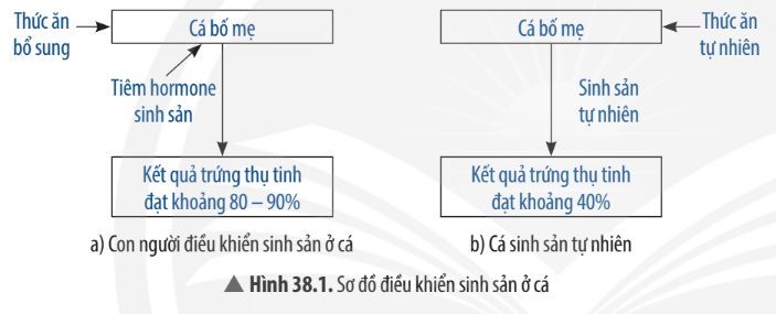 Khoa học tự nhiên 7 Bài 38: Các yếu tố ảnh hưởng đến sinh sản và điều hoà, điều khiển sinh sản ở sinh vật | KHTN 7 Chân trời sáng tạo (ảnh 1)