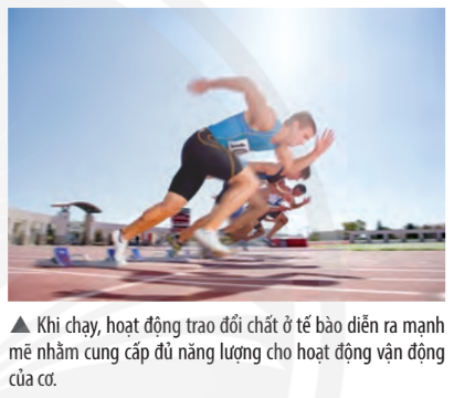 Khoa học tự nhiên 7 Bài 39: Chứng minh cơ thể sinh vật là một thể thống nhất | KHTN 7 Chân trời sáng tạo (ảnh 1)