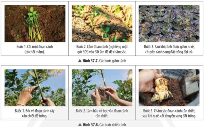 Khoa học tự nhiên 7 Bài 37: Sinh sản ở sinh vật | KHTN 7 Chân trời sáng tạo (ảnh 20)