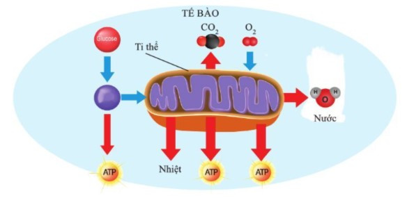 Lý thuyết Khoa học tự nhiên 7 Bài 21: Hô hấp tế bào - Cánh diều (ảnh 1)