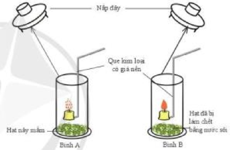 Lý thuyết Khoa học tự nhiên 7 Bài 21: Hô hấp tế bào - Cánh diều (ảnh 1)